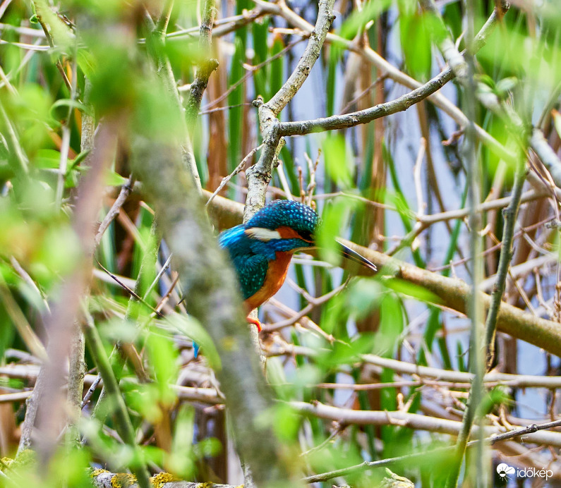 A szégyenlős jégmadárka