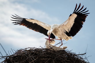 Kazincbarcikai gólyapár