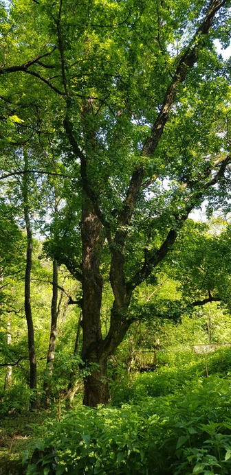 Buják