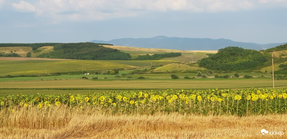 Buják