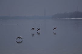 Budapest Megyeri híd 