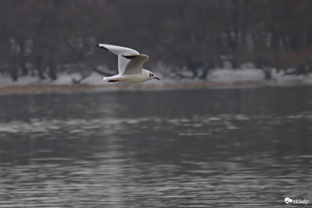 Ez egy sirály kép, 