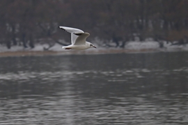 Ez egy sirály kép, 