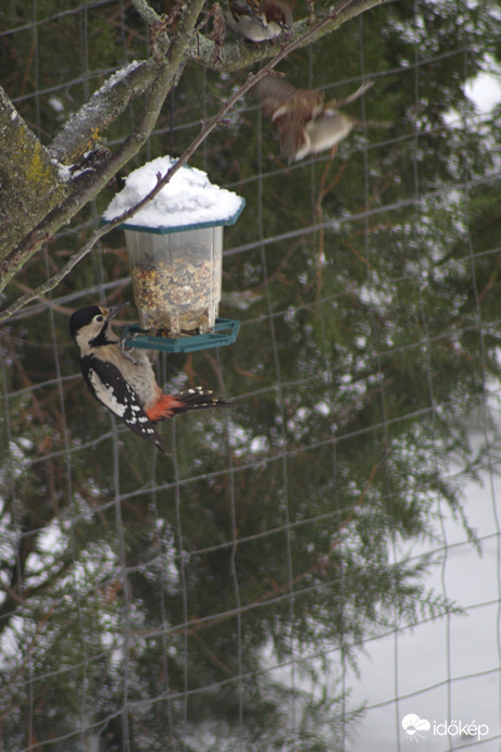 Harkály vs. verebek. 