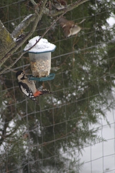 Harkály vs. verebek. 