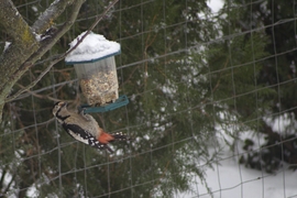 Harkály koma ebédelni próbál