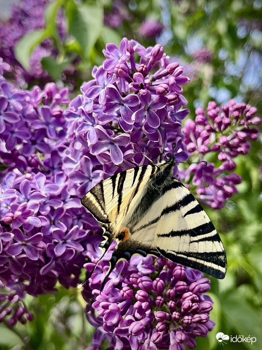 Tavasz