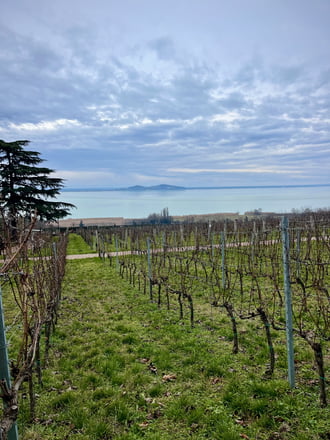 Kilátás a Folly Arborètumból (Badacsonyörs)