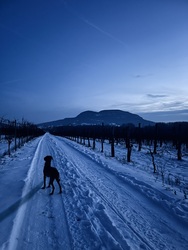 Esti kutyasétáltatás a havas szőlősorok között, hàttérben a Badacsony
