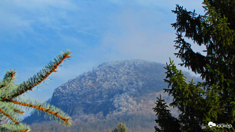 Gulács és a fenyők