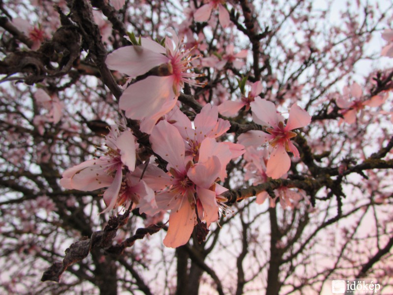 Virágba borult a mandulafánk