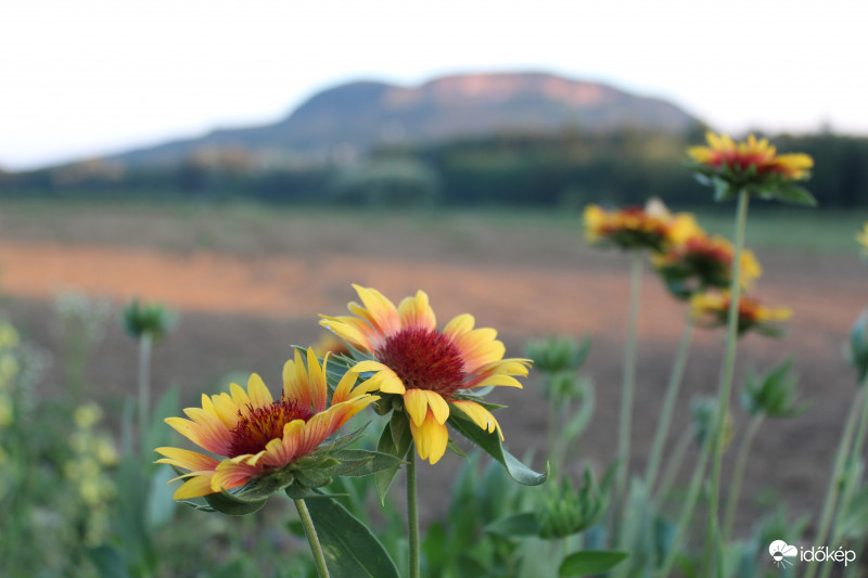 virágok, háttérben a Badacsony :)
