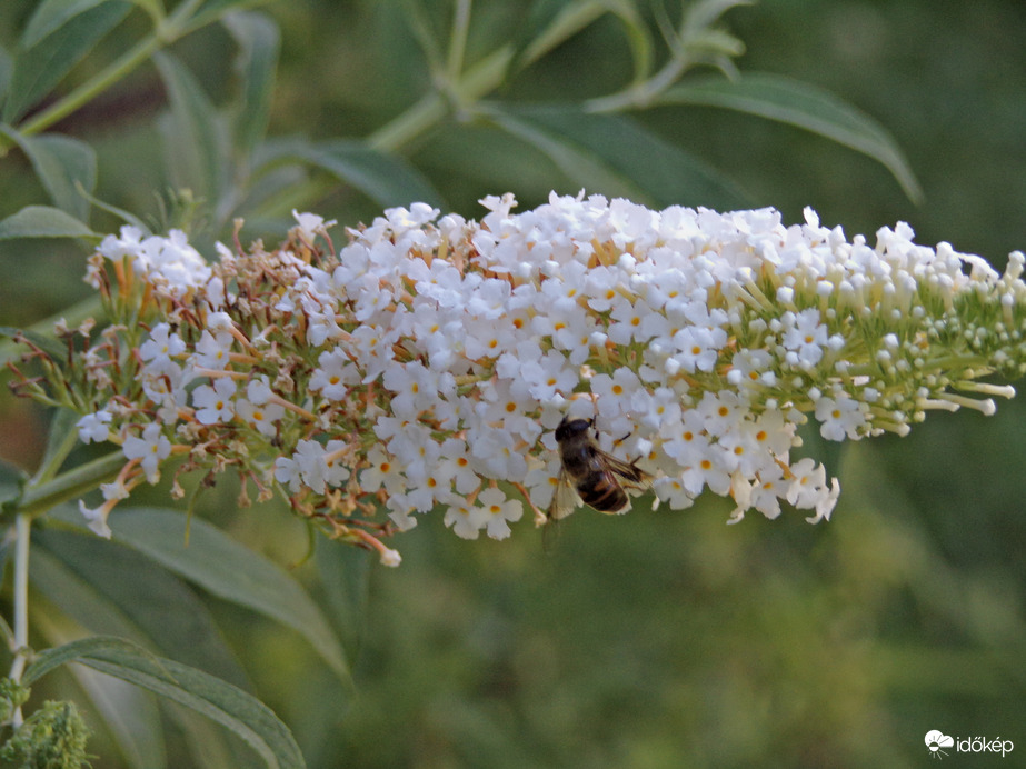 Fehér nyáriorgonán táplálkozó fiatal közönséges herelégy