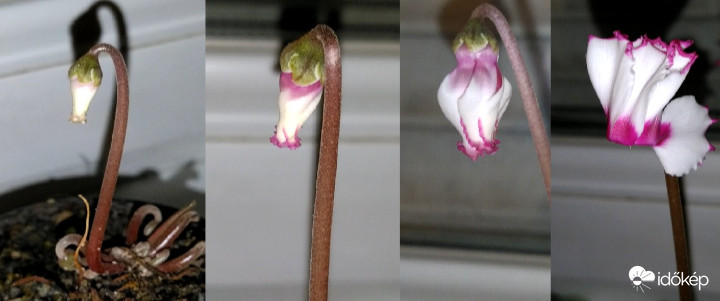 Ciklámen fejlődése