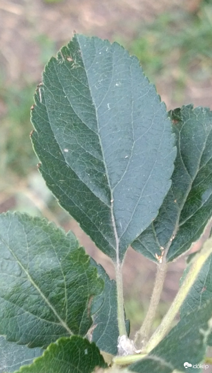 Fiatal Idared almafa levele