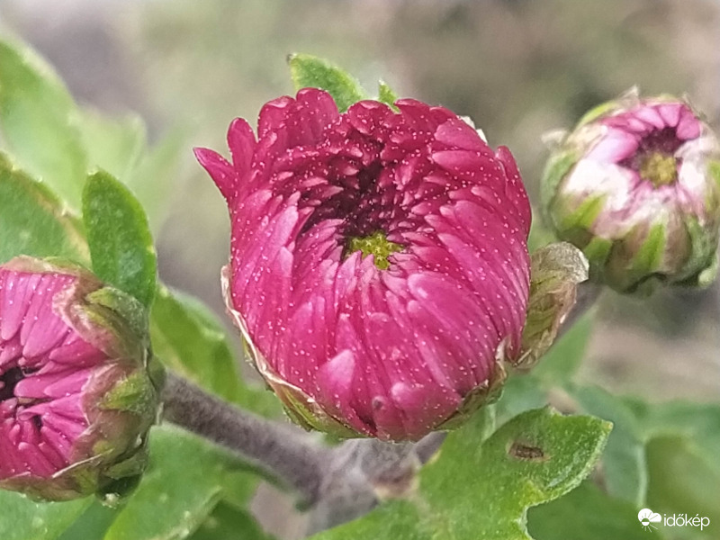 Virág nyílás kezdete