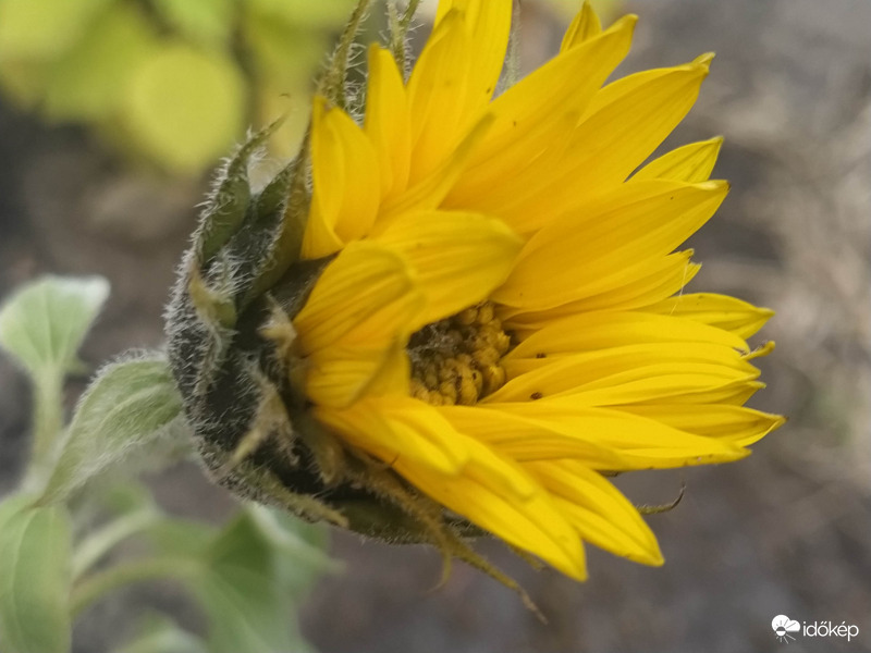 Az utolsó őszi napraforgó