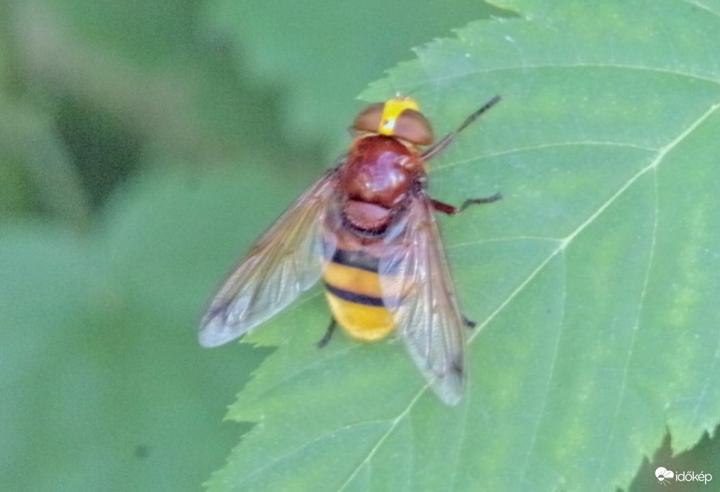 Megpihenő kétöves pihelégy 