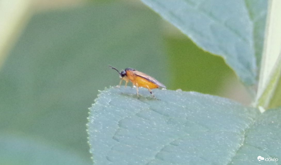 Mai aprócska vendég