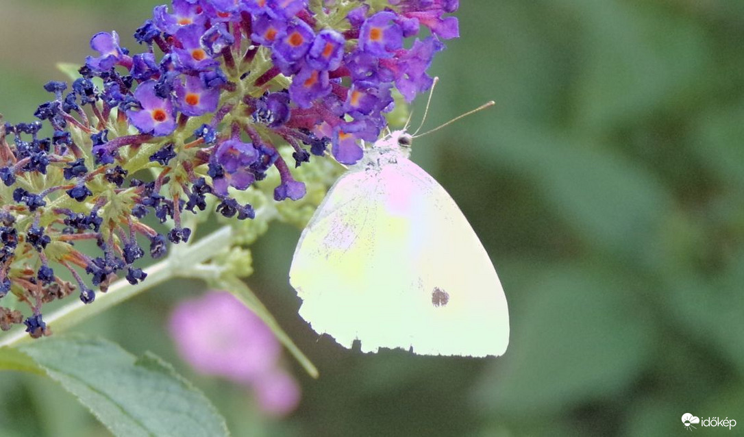 Répalepke miután pár nappal ezelőtt az előttem lévő nyáriorgonára szállt táplálkozni 