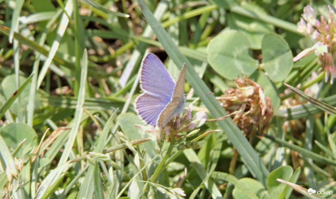 Boglárkalepke miközben kitárja szárnyait 