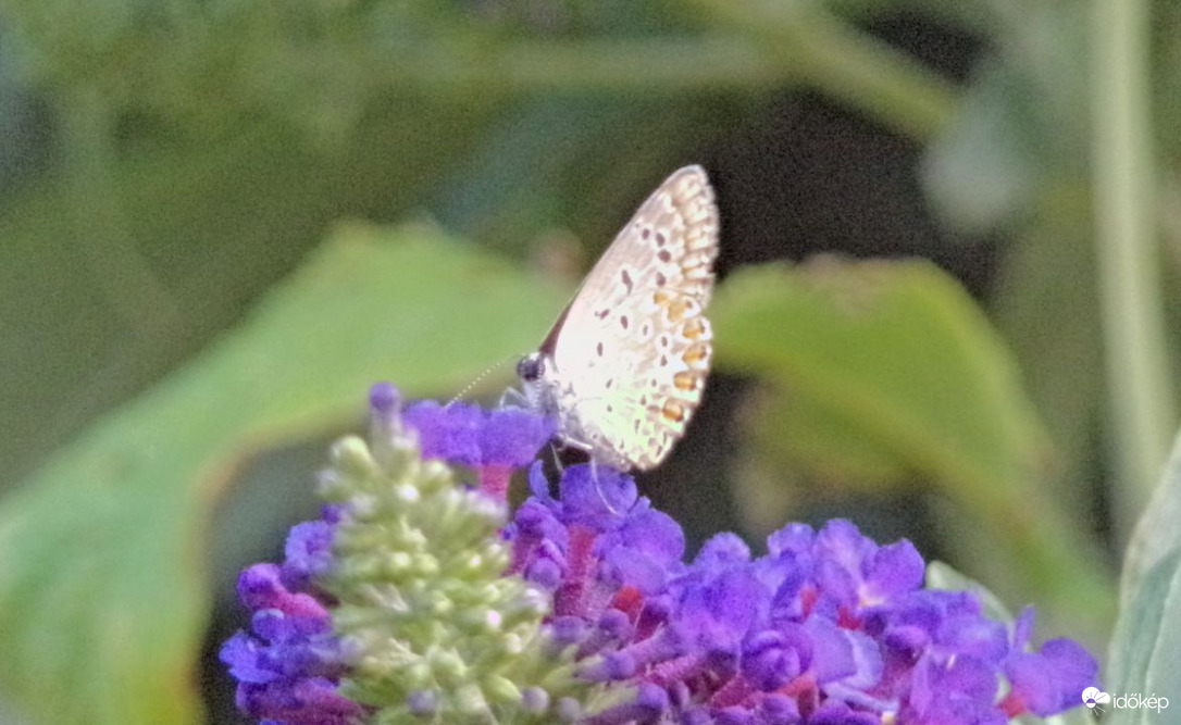 Közönséges boglárka :)