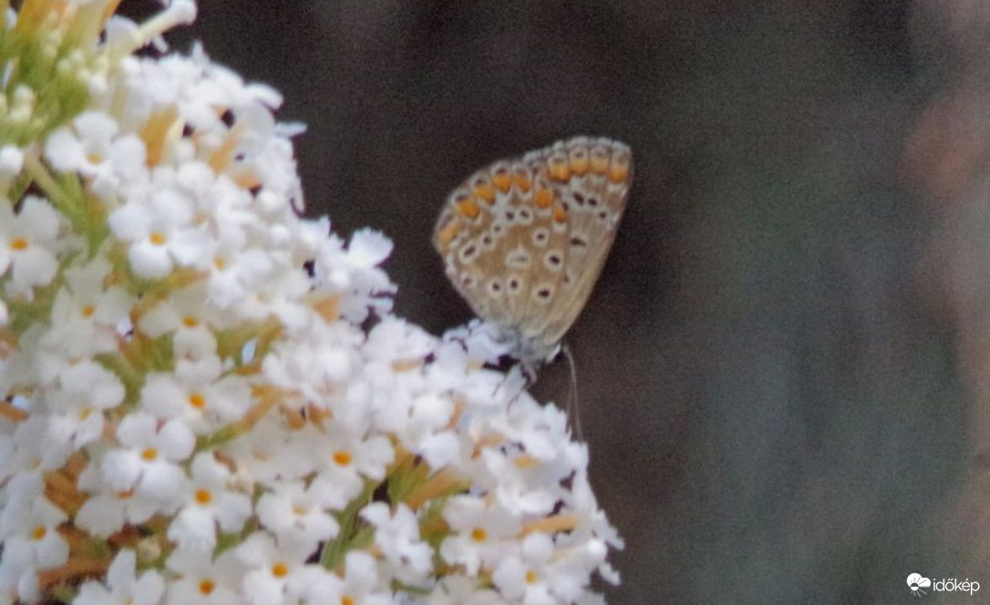 Közönséges boglárka a nyáriorgonán :)