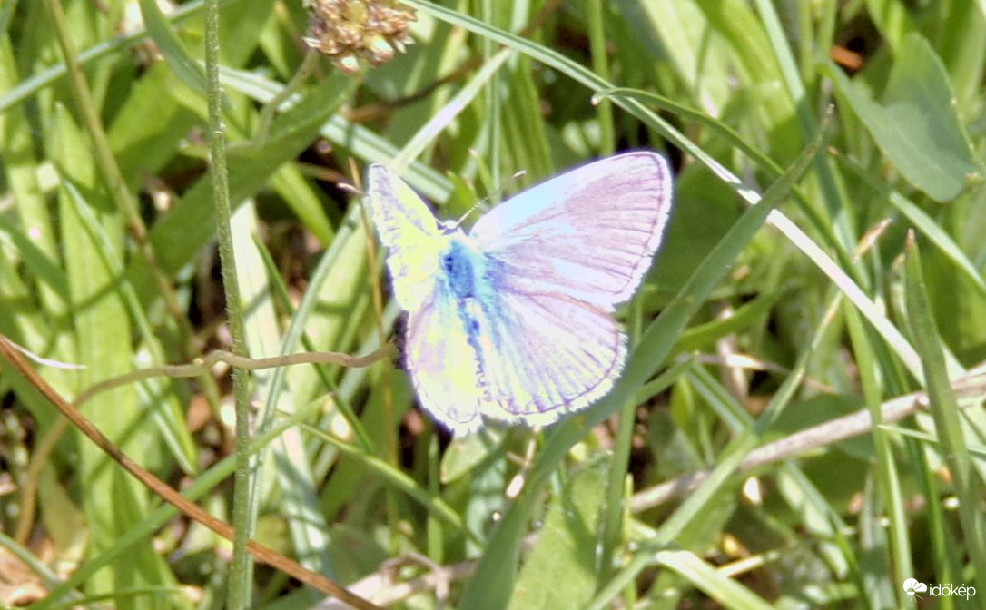 Réten megpihenő boglárkalepke :)