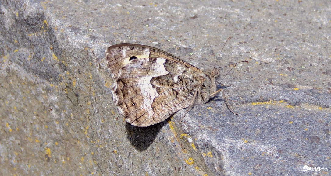 Barna szemeslepke a Salgó váránál