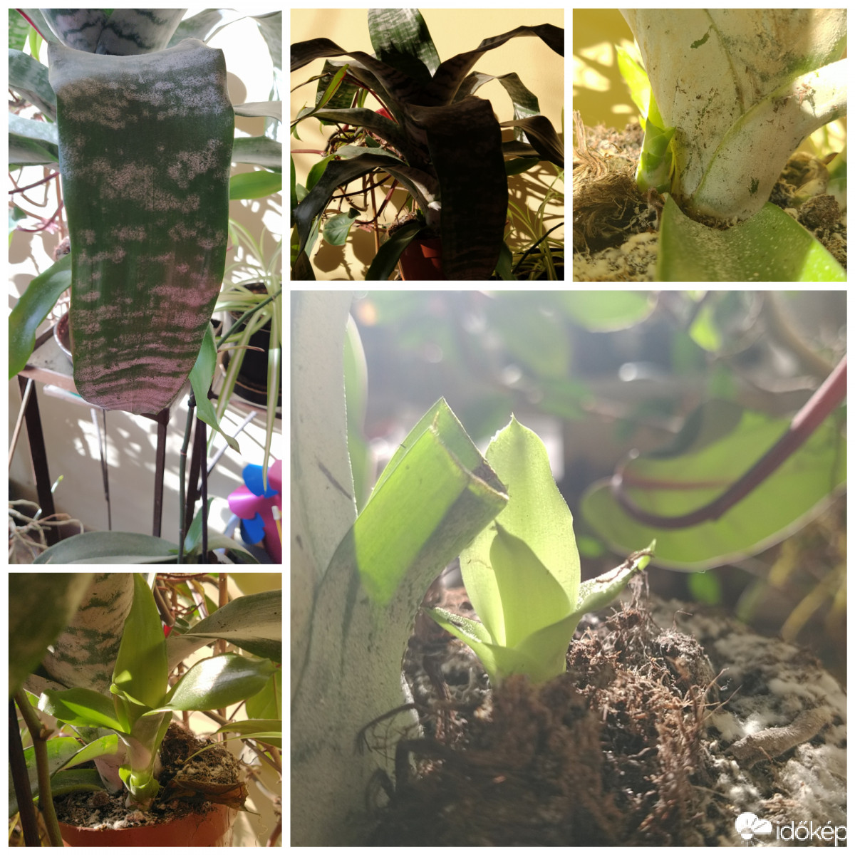 Szúrós lándzsarózsa, és három sarja