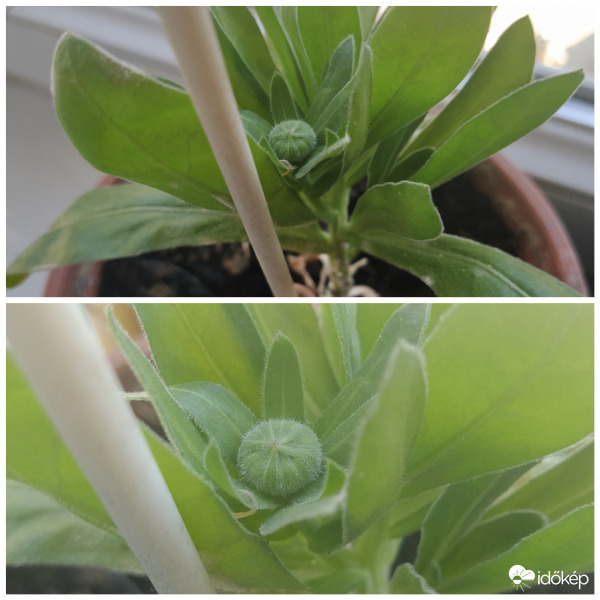 Áttelelt a túlélő körömvirág :)