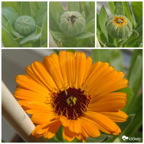 Idei első körömvirág kinyílása 