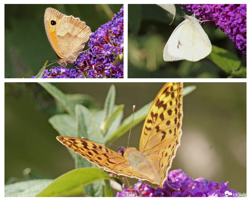 Nálunk a július lepkékkel kezdődik :)