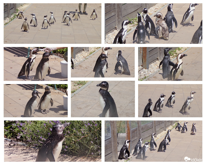 Pingvin séta az állatkertben 