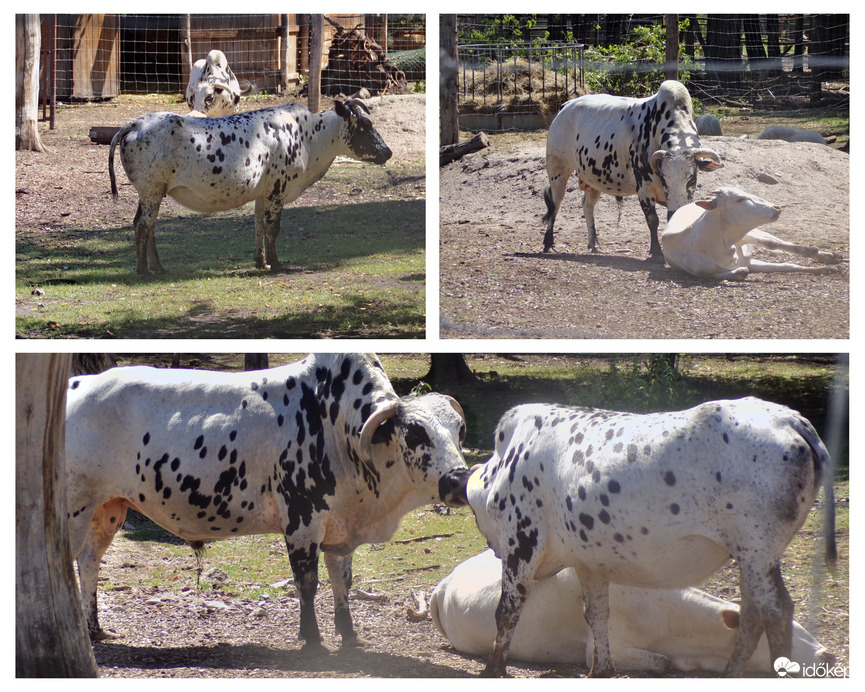 Nguni szarvasmarhák 