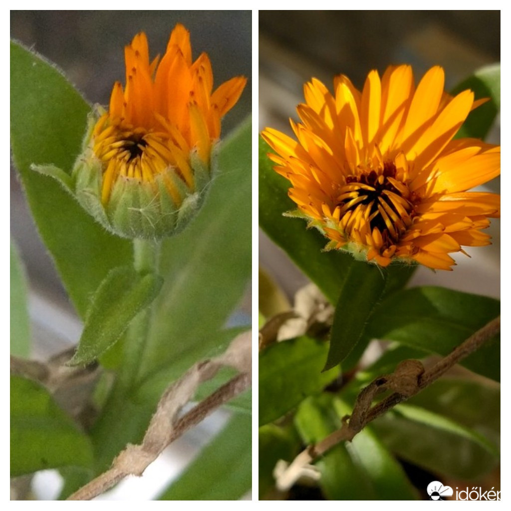 Bimbóból gyönyörű körömvirág :)