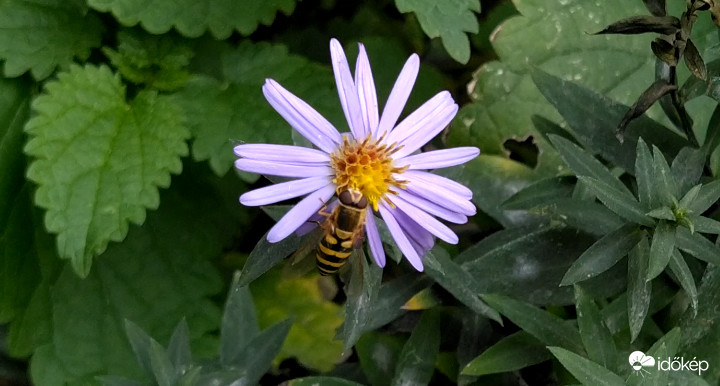 Közönséges zengőlégy az őszirózsán :)