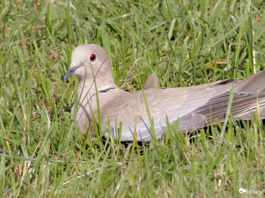 Napozás balkáni gerle módra 