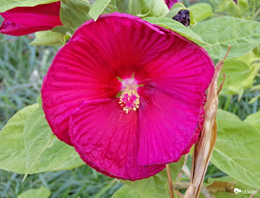 Szépséges mocsári hibiszkusz 