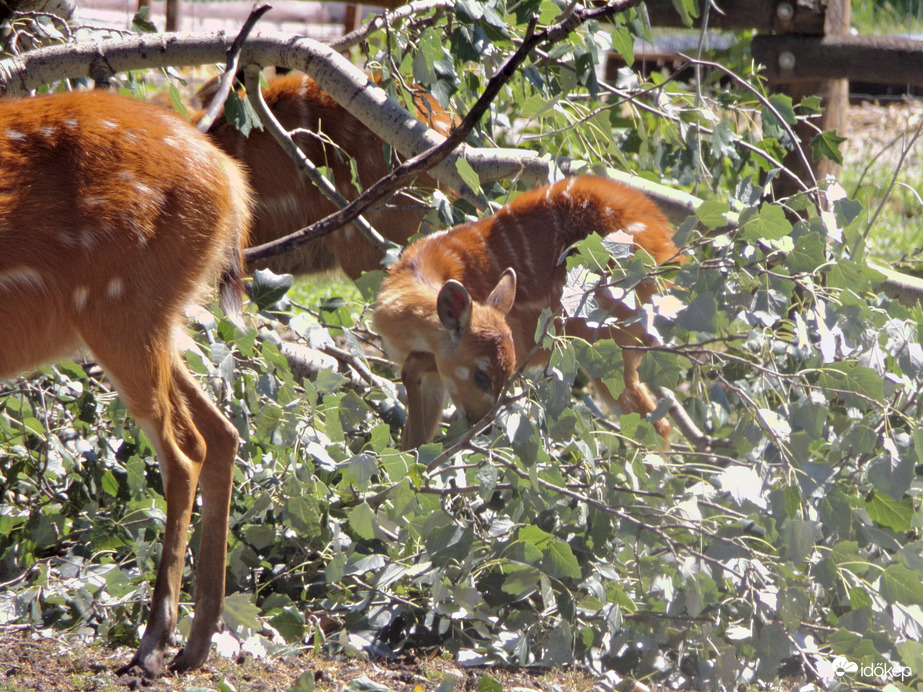 Szitatunga borjú :)