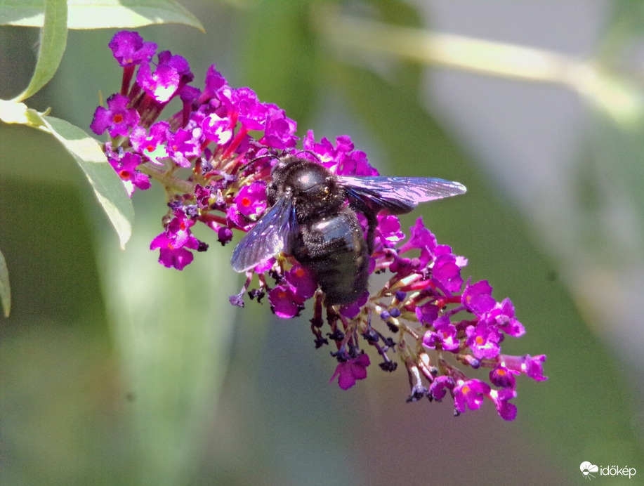 Megpihenő kék fadongó 