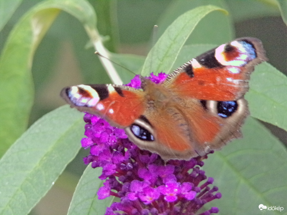 Szárnyait kitáró nappali pávaszem :)