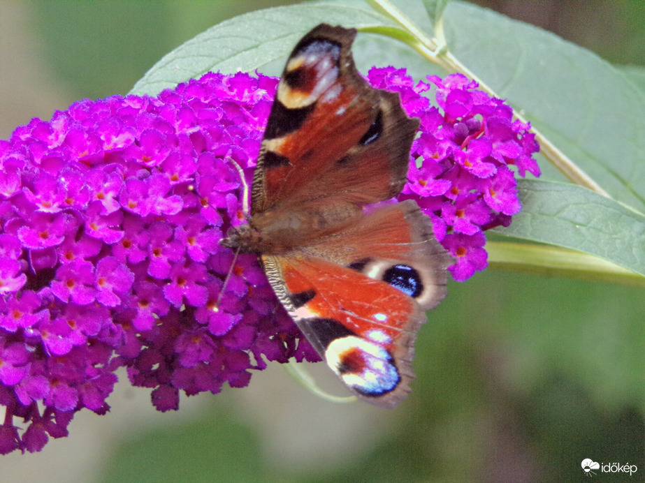 Szépséges nappali pávaszem :)