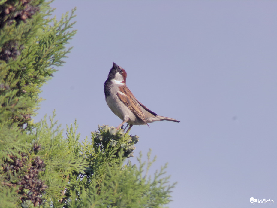 Egy nagyon jó modell :)