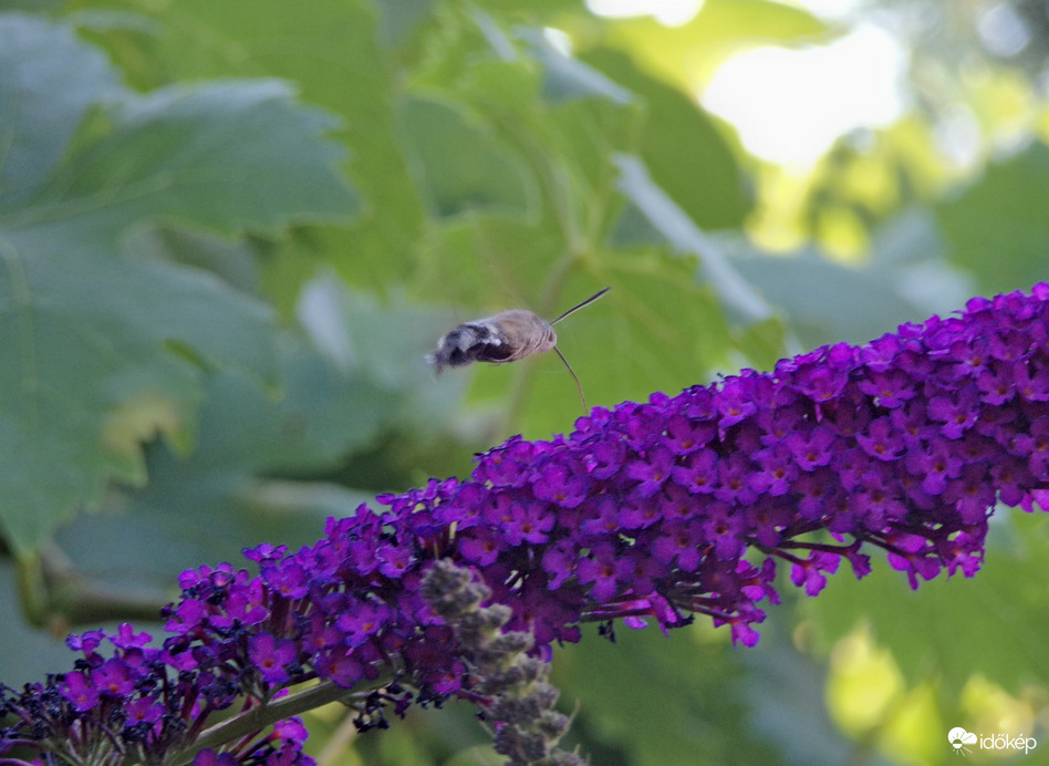 Legjobban várt szépséges vendég a kacsafarkú szender :)