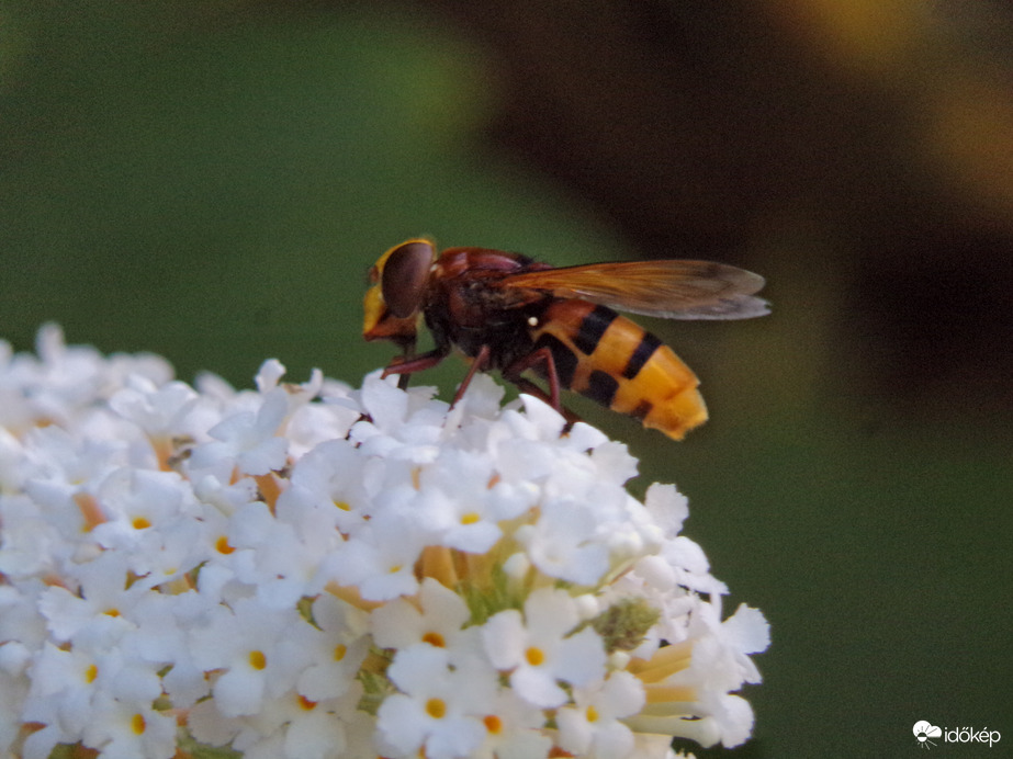 Kétöves pihelégy táplálkozás közben :)
