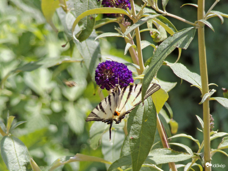 Tárt szárnyakkal megpihenő kardoslepke :)