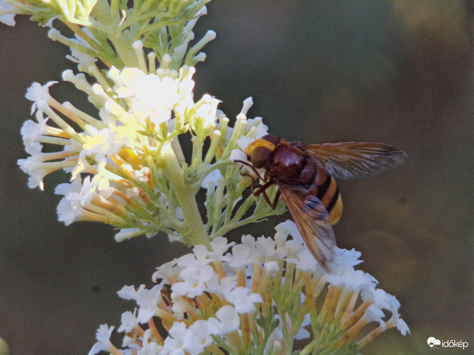 Kétöves pihelégy késő délután is a kedvencén pihen 