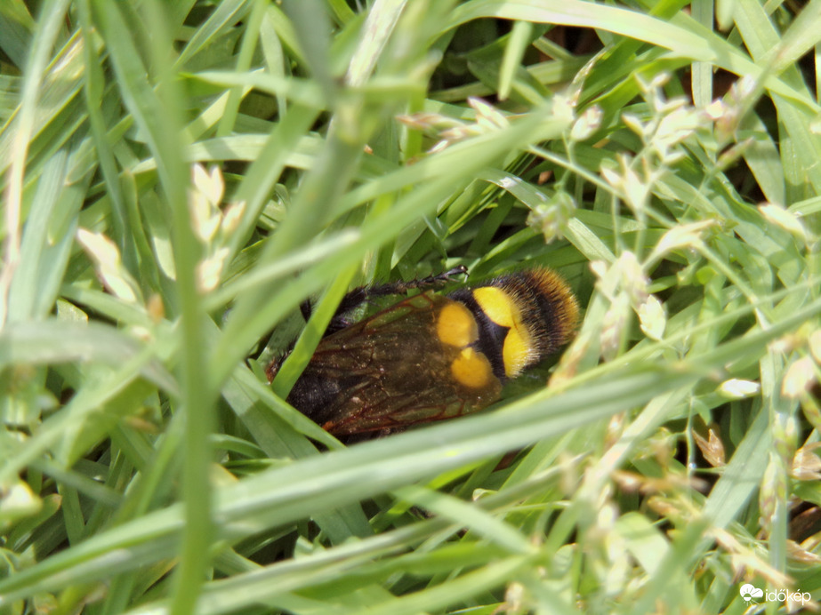 Óriás tőrösdarázs hím körülnéz a fűben