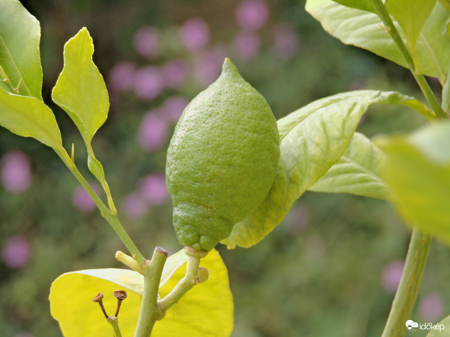 Ennyit nőtt az idei első citromunk